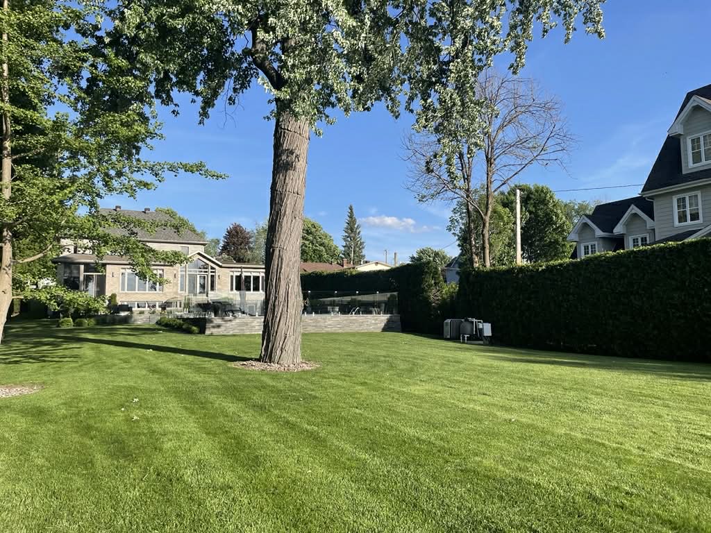 Cour arrière — Haie taillée